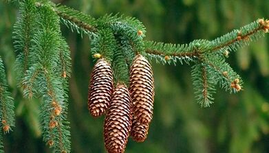 Spruce cones of cervical osteocondrosis